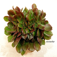 Aeonium velour crestado - REGALO