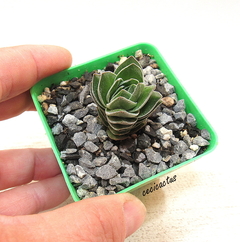 Crassula 'Templo de Buda' (elegir tamaño) - cecicactus - cactus y suculentas de colección