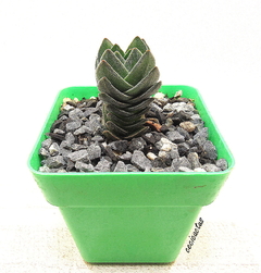 Crassula 'Templo de Buda' (elegir tamaño) - tienda online