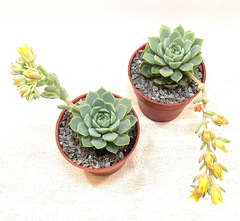 Echeveria 'Macadamia' mac10 - comprar online