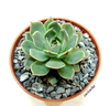 Echeveria 'Sirocco' (dos tamaños)