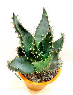 Aloe aculeata mac10 - tienda online