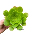 Aeonium gigante variegado sutil mac12