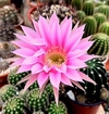 Echinopsis hibrido J3-17 (elegir tamaño)