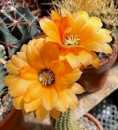 Trichocereus hibrido 'Janis' (elegir tamaño)