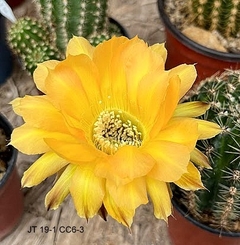 Echinopsis hibrido JT 19-1 CC6-3 mac12 UNICO YA FLORECE - comprar online