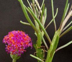 Kleinia mweroensis ssp leptophylla mac8 en internet