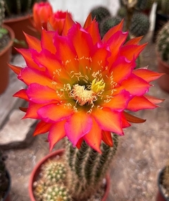 Trichocereus hibrido 'Ceci's Rainbow' (elegir tamaño) - comprar online