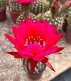 Trichocereus hibrido CC2020 M-4 mac12 con hijos