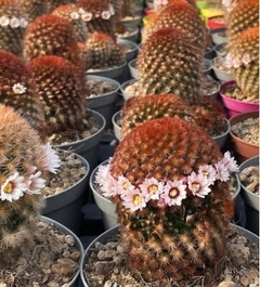 Mammillaria carmenae mac9 (cod MC21)