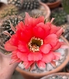 Echinopsis hibrido MAN 3-2024 UNICO mac11 YA FLORECE