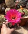 Echinopsis hibrido MAN3 UNICO mac11 YA FLORECE