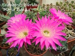 Echinopsis hibrido 'Maria Piazza' (elegir tamaño)