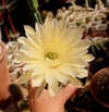 Echinopsis hibrido MAT 13.211 SM03 mac8