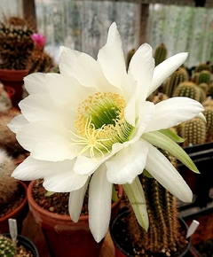 Trichocereus hibrido 'Mojito' (elegir tamaño) - comprar online