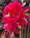 Trichocereus hibrido 'Loving' mac12