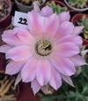 Echinopsis hibrido MO22 (elegir tamaño)