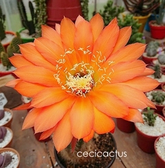 Trichocereus hibrido 'Ocaso' mac12 - comprar online