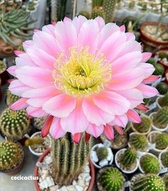 Trichocereus hibrido 'Ocelote' mac7 - comprar online