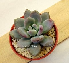 Graptoveria opalina (elegir tamaño) - comprar online