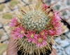 Mammillaria magnifica mac9 (cod MM3)