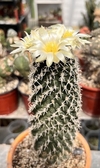 Pediocactus peeblesianus v. maia mac9 (cod PM52)