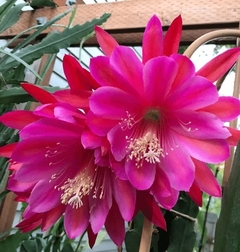 Epiphyllum hibrido 'Pegasus' mac10