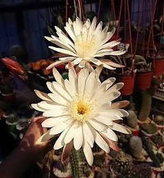 Peniocereus serpentinus (dos tamaños)