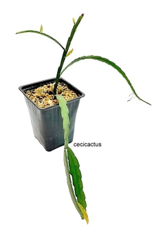 Pfeifera Boliviana mac10