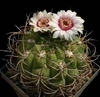 Gymnocalycium pflanzii mac10 (cod GY6)