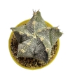 Astrophytum myriostigma x ornatum mac10 (cod71)