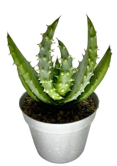 Aloe aculeata mac10 - comprar online