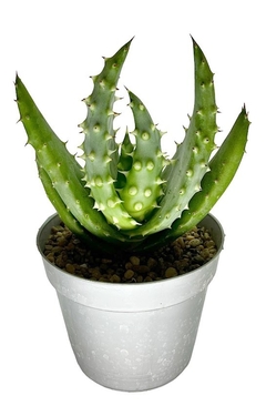 Aloe aculeata mac10 en internet