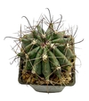 Ferocactus acanthodes mac12 - comprar online