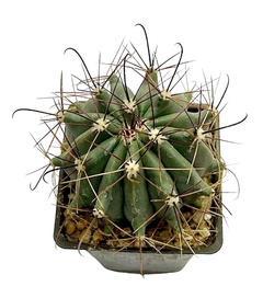 Ferocactus acanthodes mac10 - comprar online
