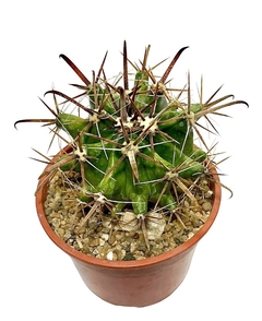 Ferocactus peninsulae mac12 - comprar online