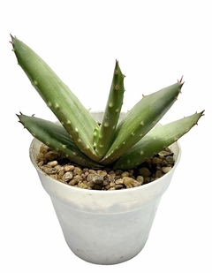Aloe aculeata var. crousiana (dos tamaños) - comprar online