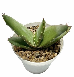 Aloe aculeata var. crousiana (dos tamaños)