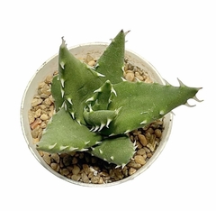 Aloe x erinacea mac9 - comprar online