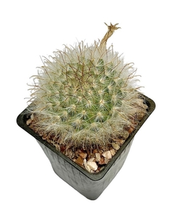 Mammillaria gwelzowiana mac9 - comprar online