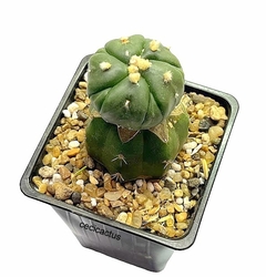 Astrophytum asterias fukuryu 5 ribs mac8 (codJ81) - cecicactus - cactus y suculentas de colección