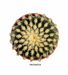 Echinocactus grusoni inermis GRANDE mac14 - tienda online