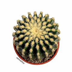Echinocactus grusoni inermis GRANDE mac14 en internet