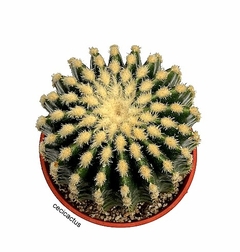 Echinocactus grusoni inermis GRANDE mac14 - cecicactus - cactus y suculentas de colección
