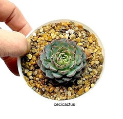 Echeveria hibrida minima x globulosa mac10 con hijos