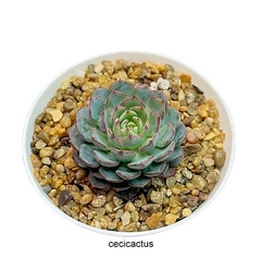 Echeveria hibrida minima x globulosa mac10 con hijos - comprar online