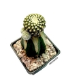 Copiapoa lauii injertada mac10