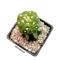 Astrophytum asterias kikko nudum injertado mac10 (cod B34) mac9 en internet