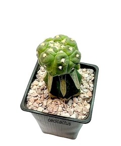 Astrophytum asterias kikko nudum injertado mac9 (cod B34) - cecicactus - cactus y suculentas de colección