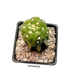 Astrophytum asterias kikko nudum injertado mac9 (cod B34) - tienda online